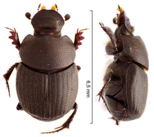 Réf. 237 405 : Onthophagus baraudi